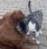 Sivas’ın Zara ilçesinde Ateş adındaki bir köpeğin Su isimli kediyi emzirmesi görenleri hayrete düşürüyor